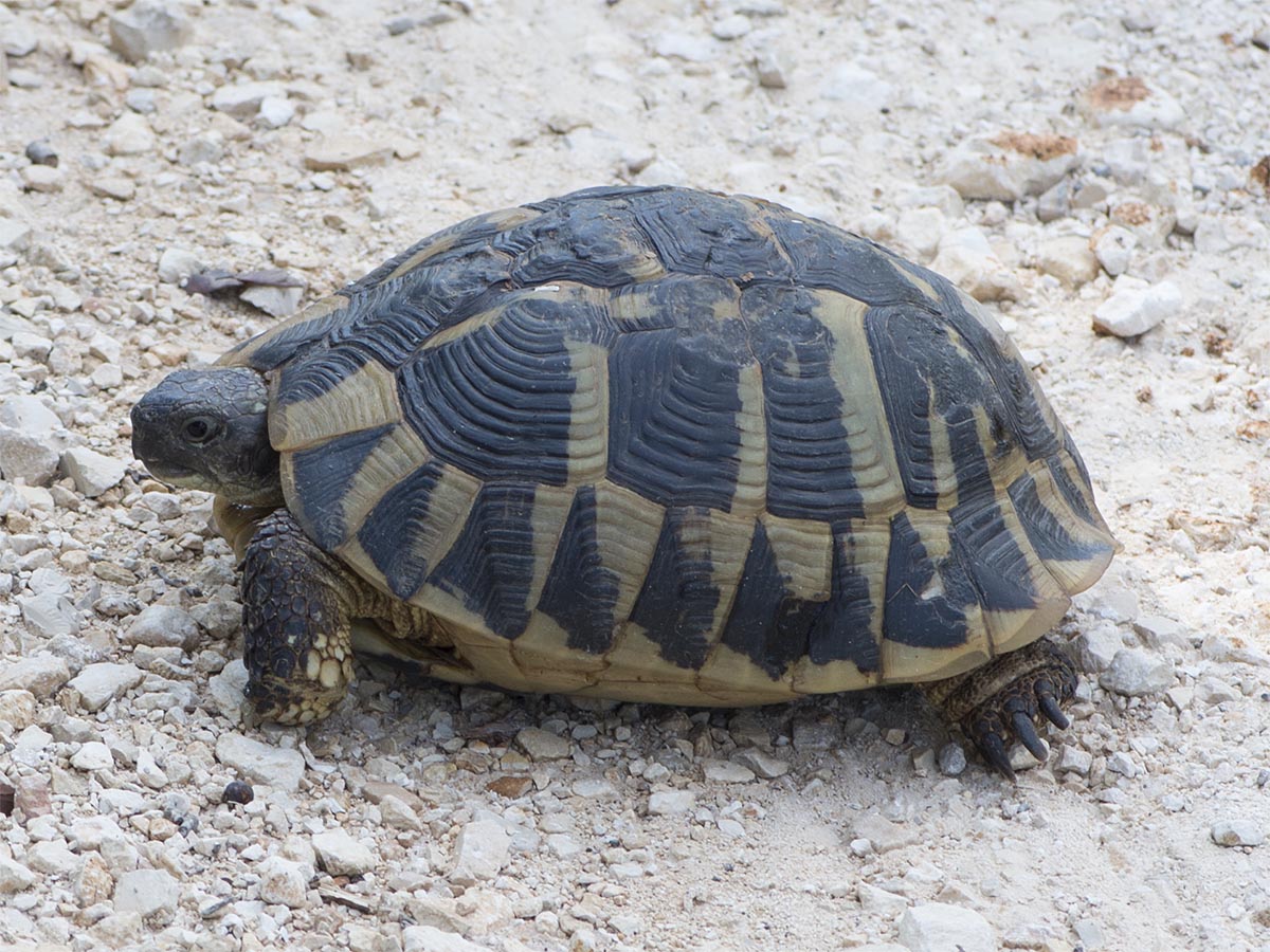 Testudo hermanni